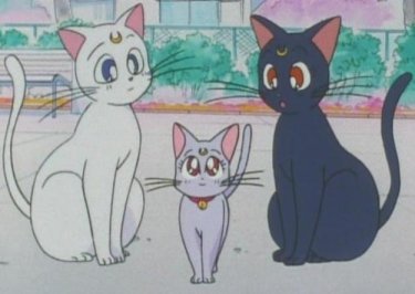 smcats.jpg